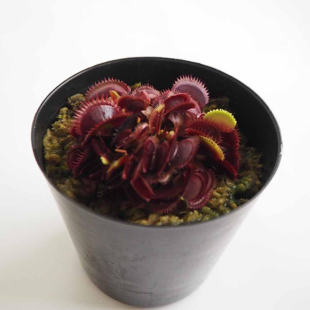 ハエトリソウ レッドピラニア 【観葉植物 3号／1個売り】｜ 【植物の