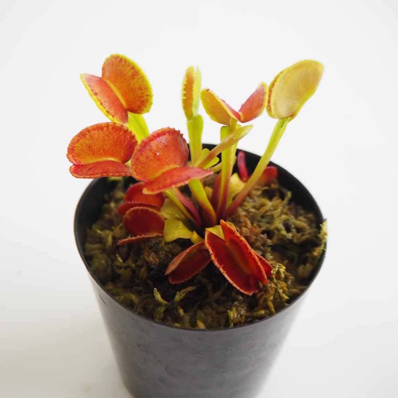 食虫植物 ハエ取り草 テマリ 【観葉植物 3号／1個売り】｜ 【植物の