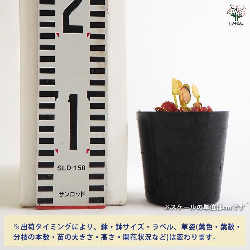 ハエトリソウ クレナタ 【観葉植物 3号／1個売り】｜ 【植物の