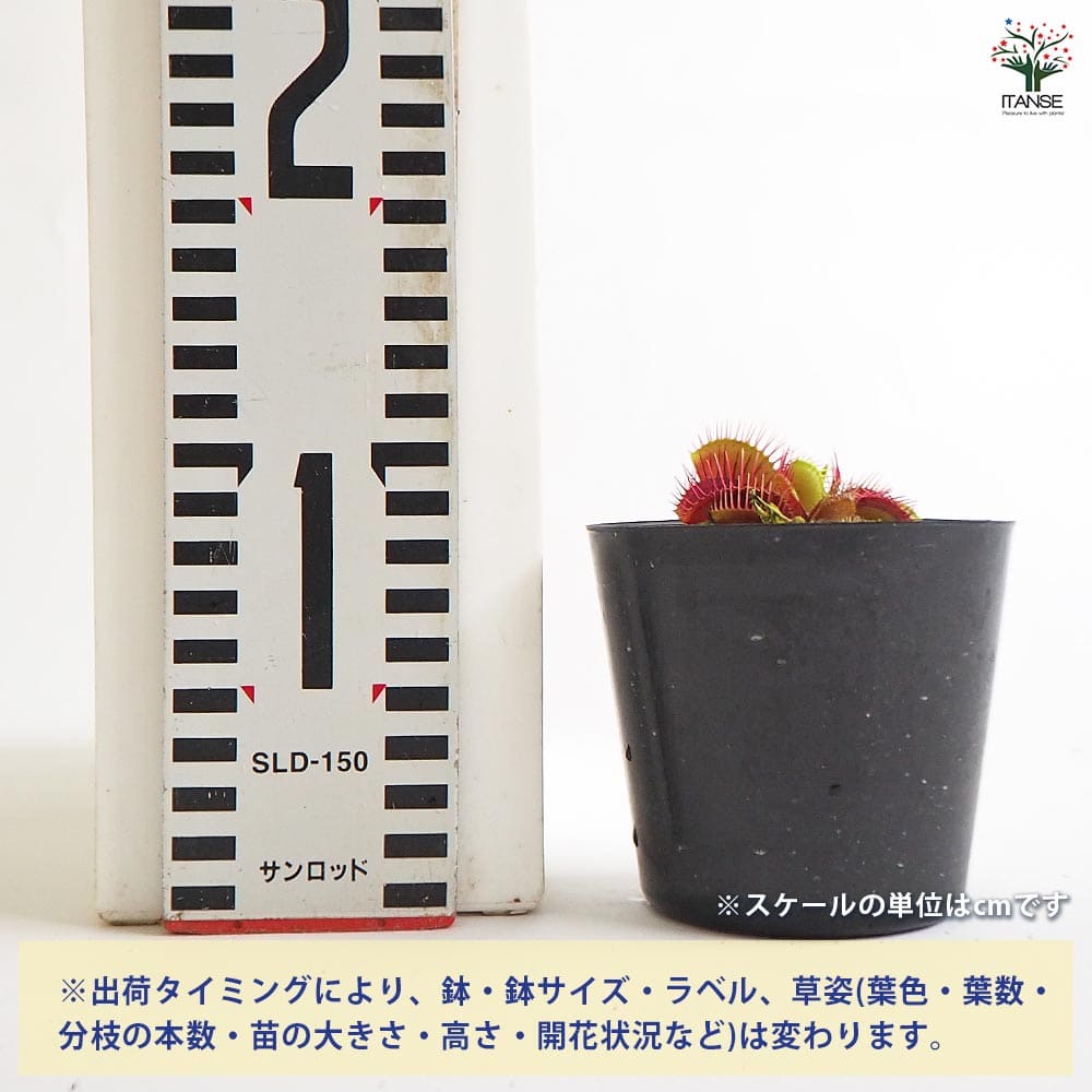 ハエトリソウ トライクターファーレ 【観葉植物 3号／1個売り