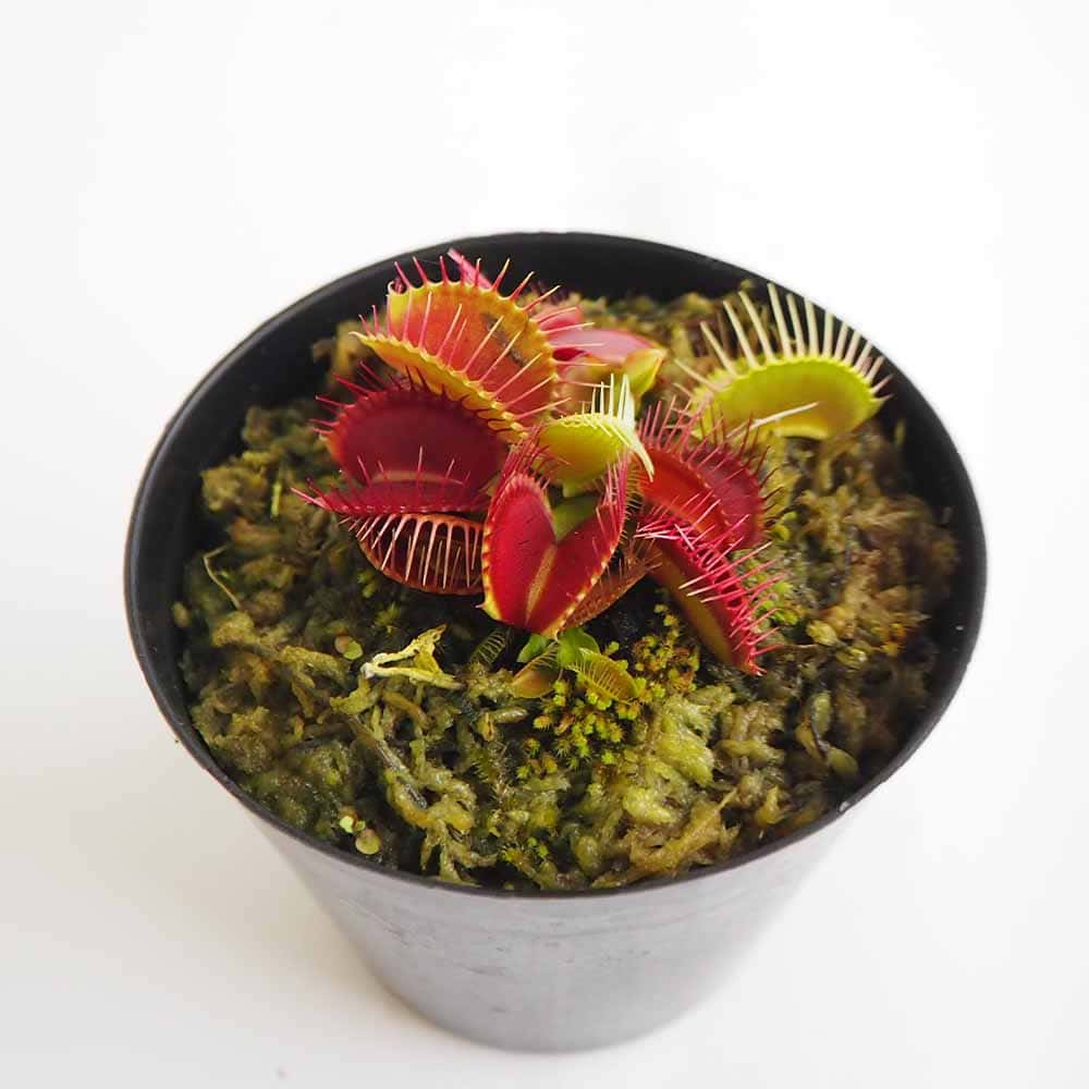 ハエトリソウ トライクターファーレ 【観葉植物 3号／1個売り