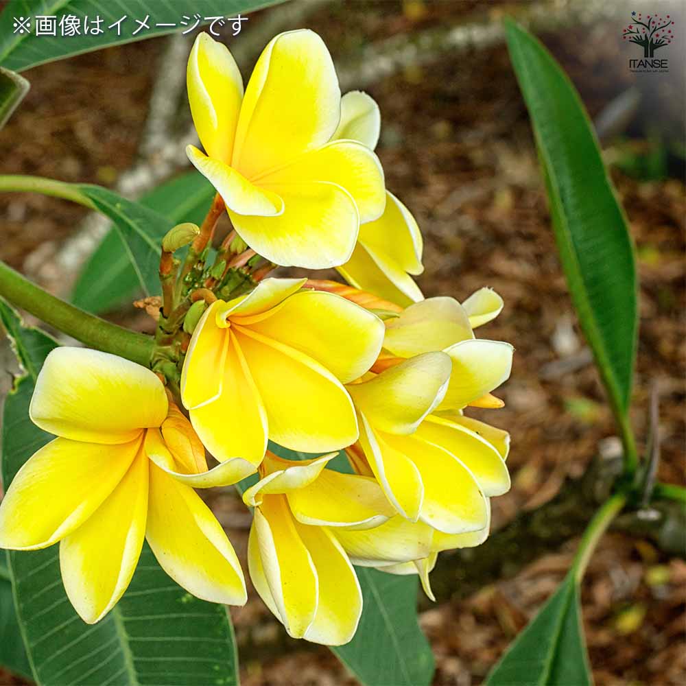 プルメリアの苗 インカゴールド 【花木苗 5号／1個売り】｜ 【植物の