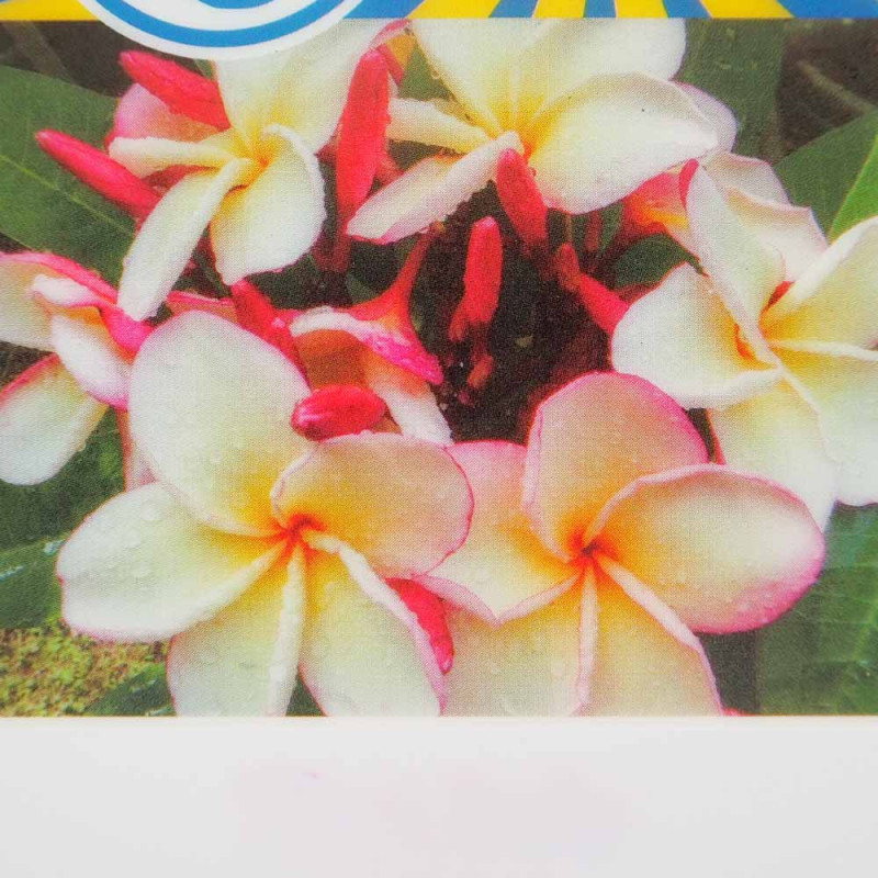 プルメリア苗木 品種：カリフォルニアサンセット【花苗 5号鉢／1個売り