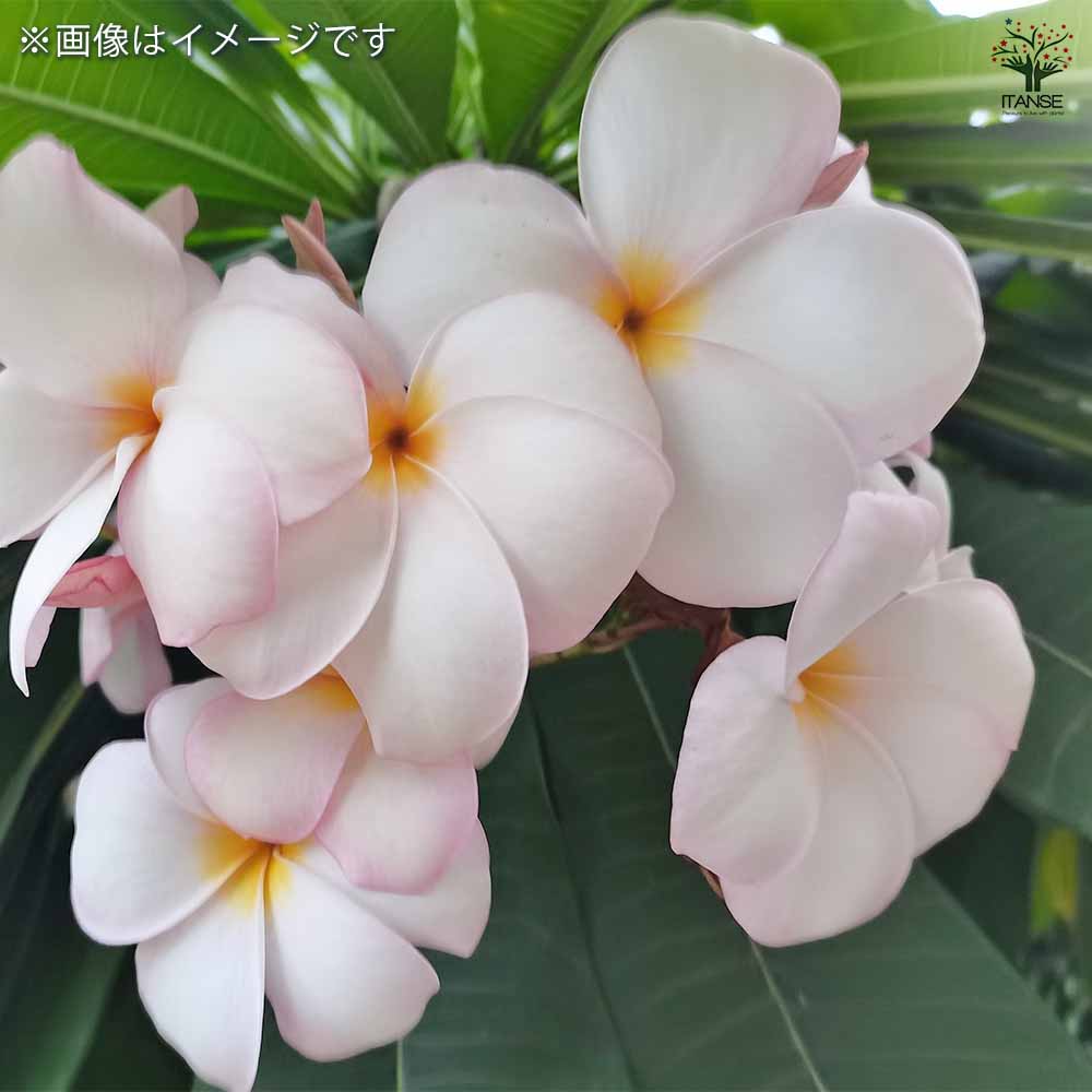 プルメリアの苗 タイジェイド 【花木苗 5号／1個売り】｜ 【植物の