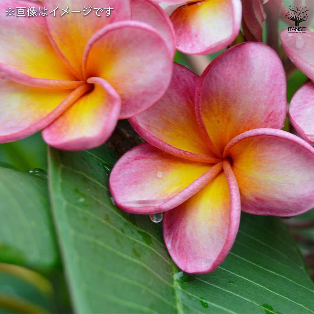 プルメリアの苗 ミラン 【花木苗 5号／1個売り】｜ 【植物の