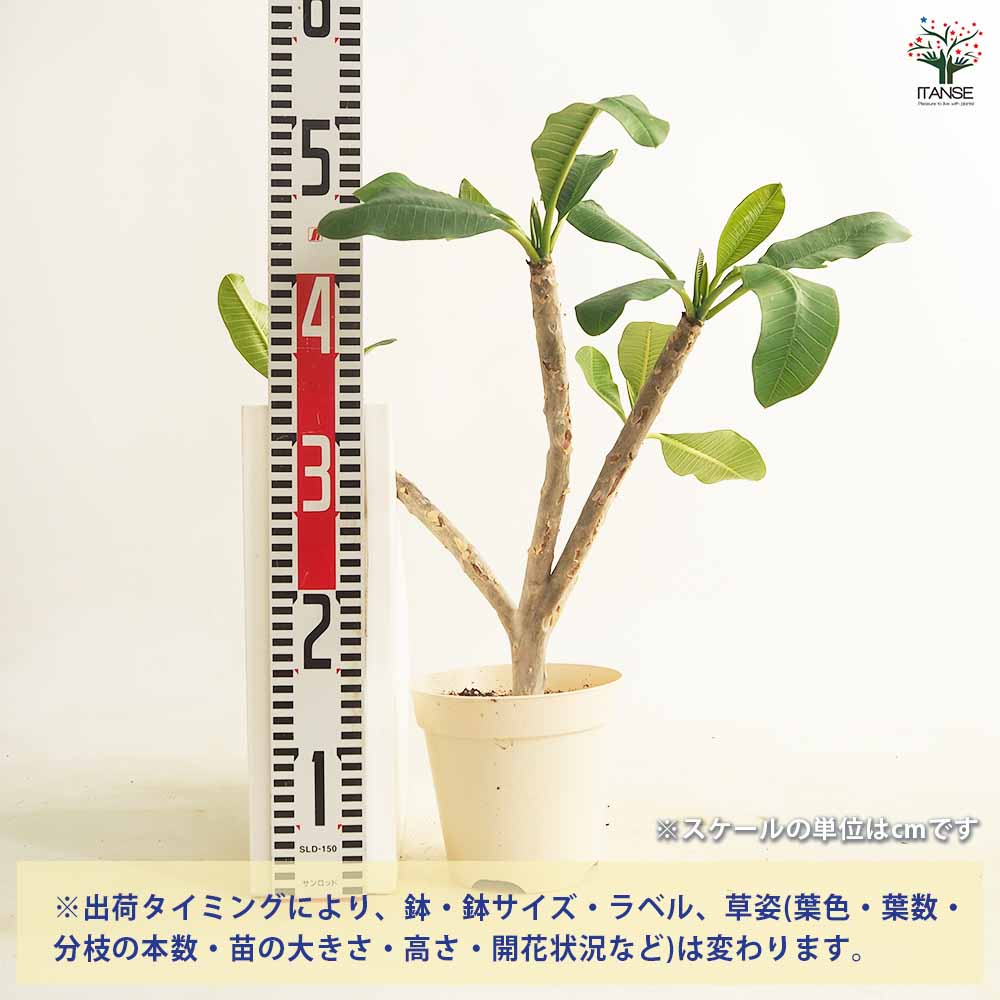 プルメリアの苗 スーパーラウンド 【花木苗 5号／1個売り】｜ 【植物の
