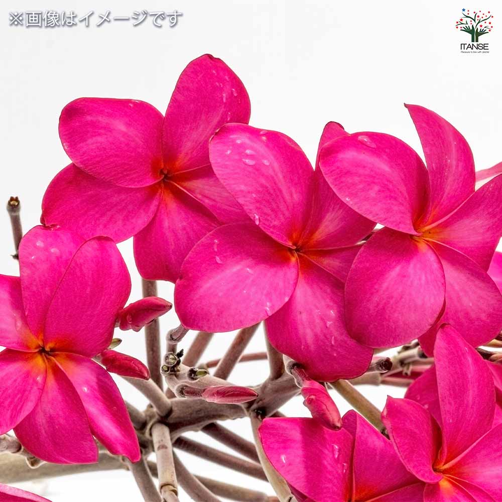 プルメリアの苗 スーパーラウンド 【花木苗 5号／1個売り】｜ 【植物の