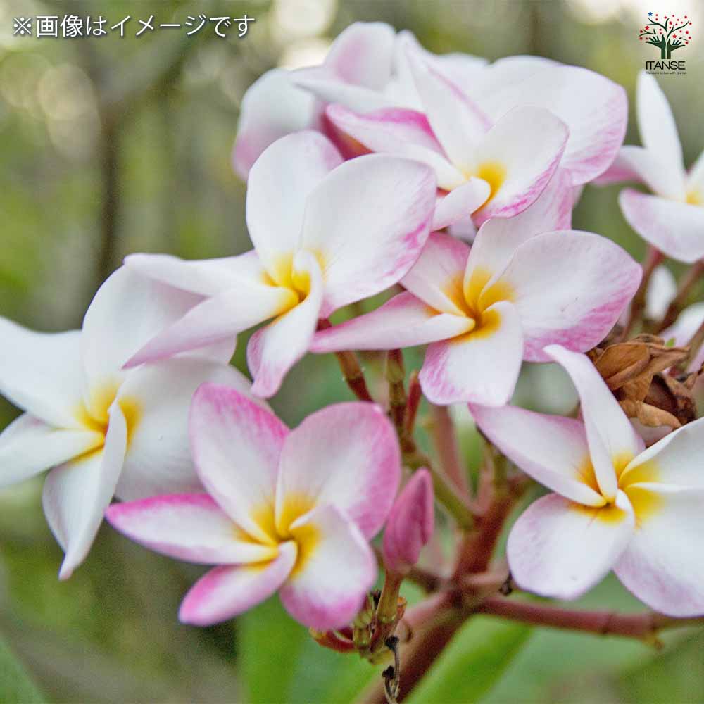 プルメリアの苗 シャンパーニュ 【花木苗 5号／1個売り】｜ 【植物の