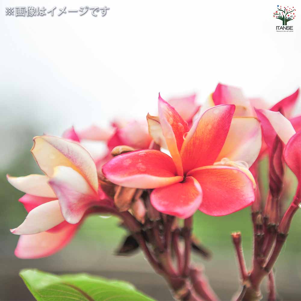 プルメリアの苗 バイユー 【花木苗 5号／1個売り】｜ 【植物の