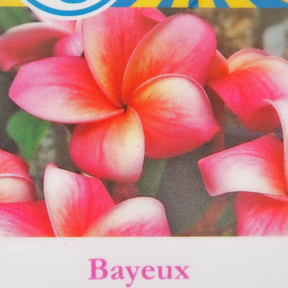 プルメリアの苗 バイユー 【花木苗 5号／1個売り】