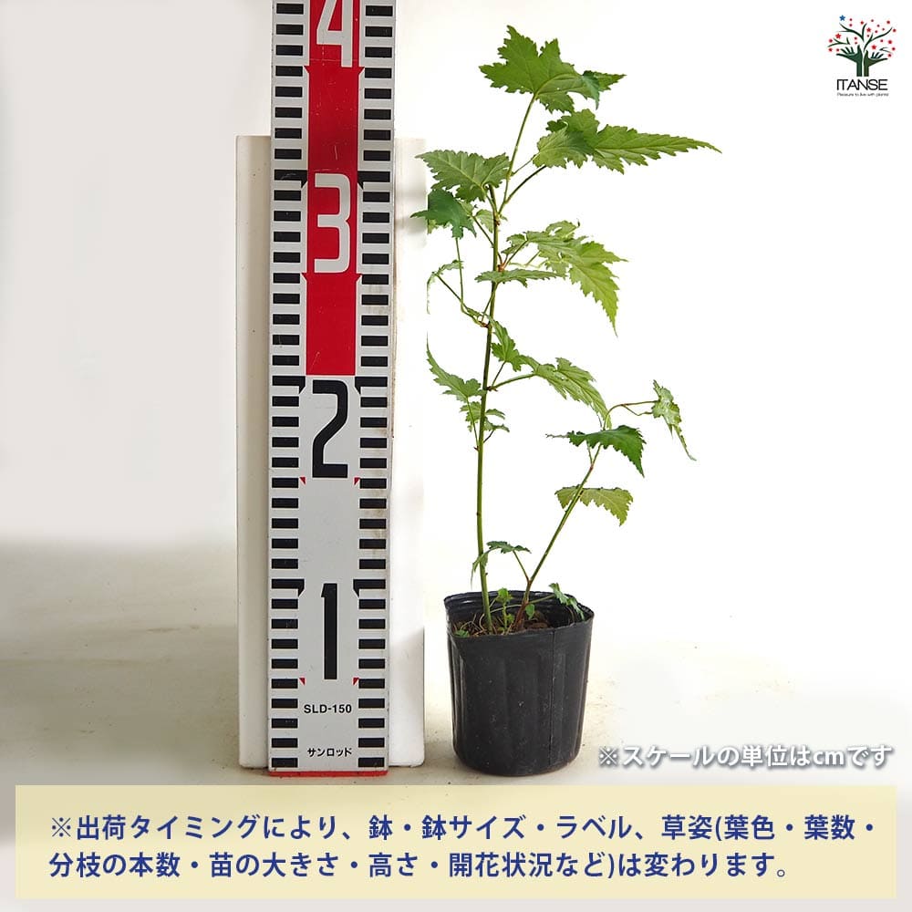 モミジイチゴ 【野菜の苗 2.5号】｜ 【植物のITANSE】全品送料