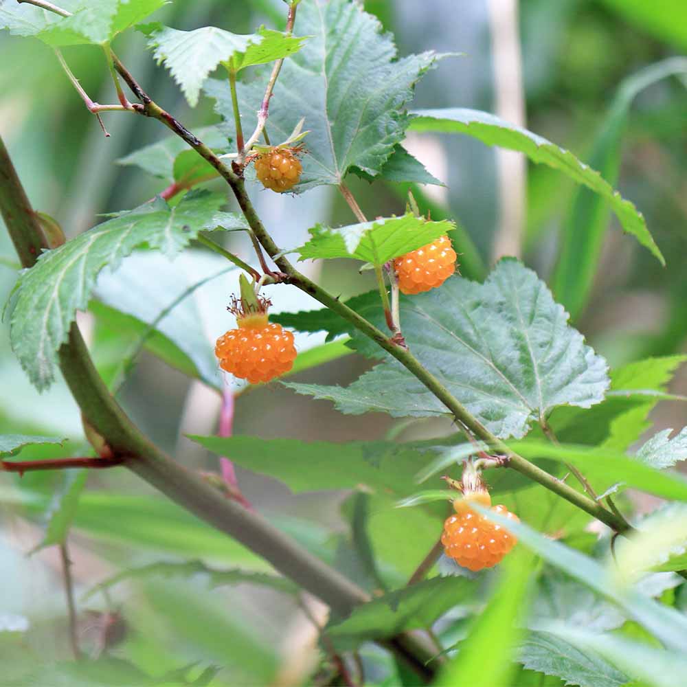 イチゴ｜【植物のITANSE】全品送料無料・即出荷!