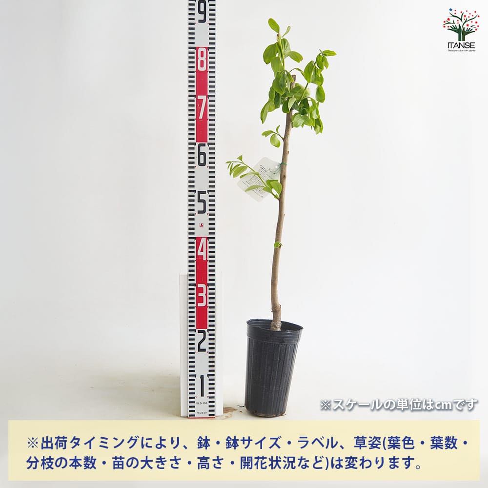 柿の苗木 西条 種なし 【果樹の苗 4～5号／1個売り】｜ 【植物の