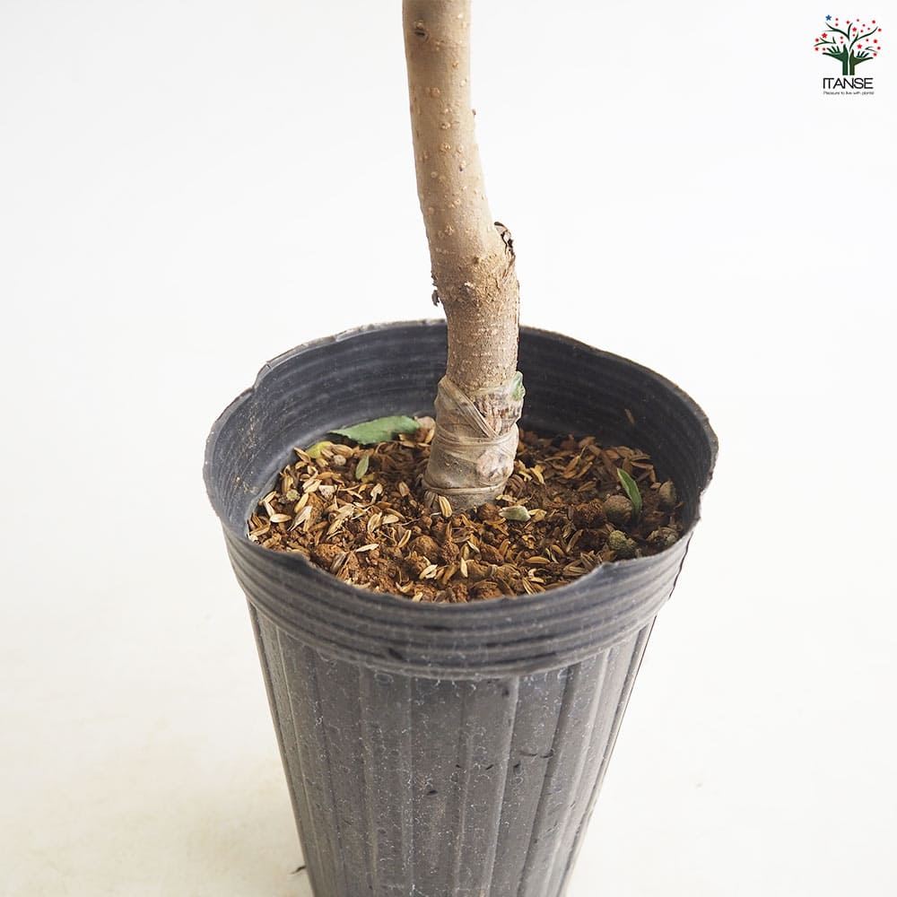 柿の苗木 西条 種なし 【果樹の苗 4～5号／1個売り】｜ 【植物の