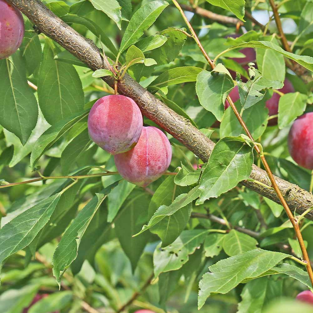 果樹苗｜【植物のITANSE】全品送料無料・即出荷!