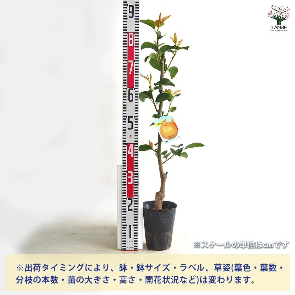梨の苗木 新高 【果樹の苗 4～5号／1個売り】｜ 【植物のITANSE