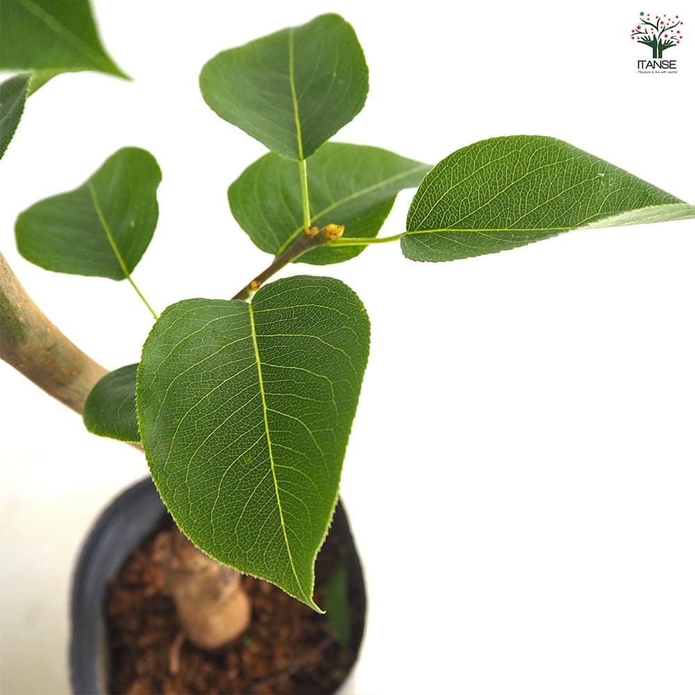 梨の苗木 新高 【果樹の苗 4～5号／1個売り】｜ 【植物のITANSE