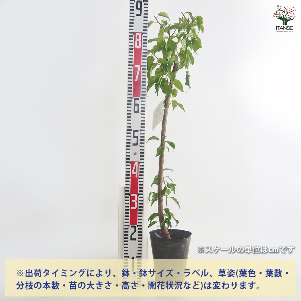 梅の苗木 白加賀 【果樹の苗 4～5号／1個売り】｜ 【植物の