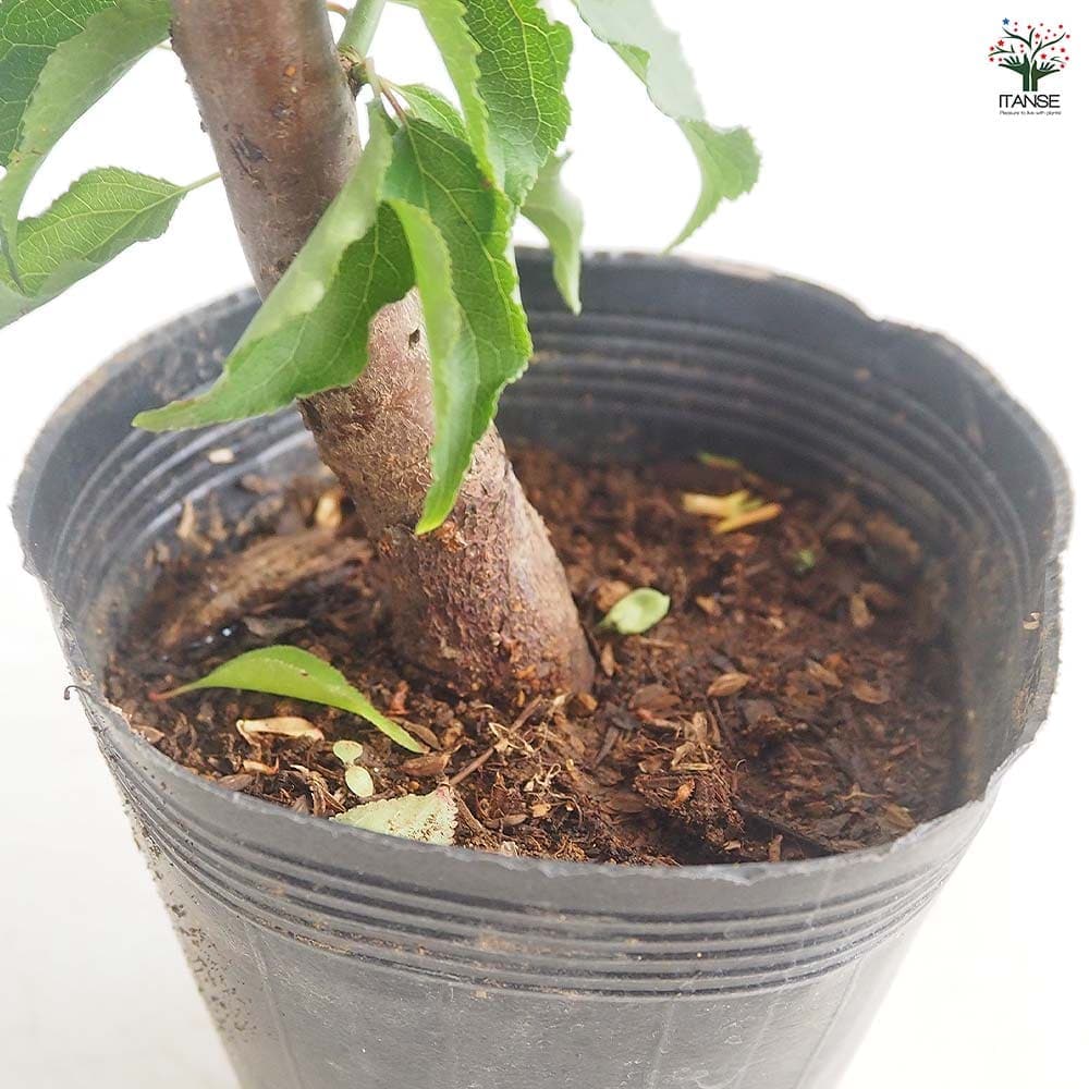梅の苗木 白加賀 【果樹の苗 4～5号／1個売り】｜ 【植物の
