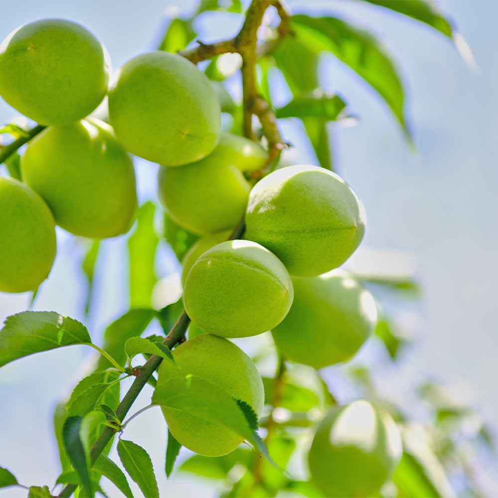 果樹苗｜【植物のITANSE】全品送料無料・即出荷!