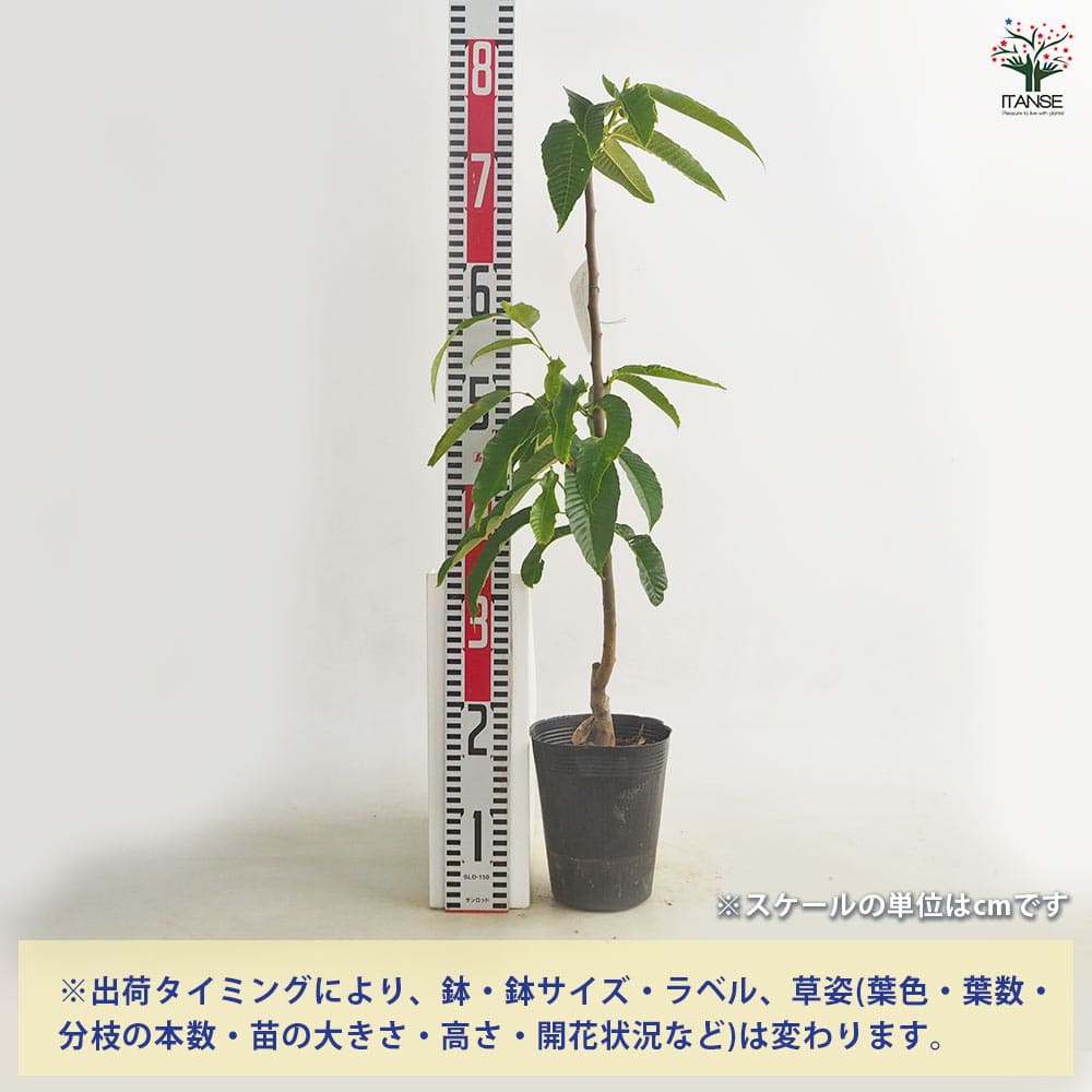 プチコパン様 栗の木、枝 栗の苗木 とげなし栗 【果樹の苗 4～5号／1個売り】｜ 【植物の