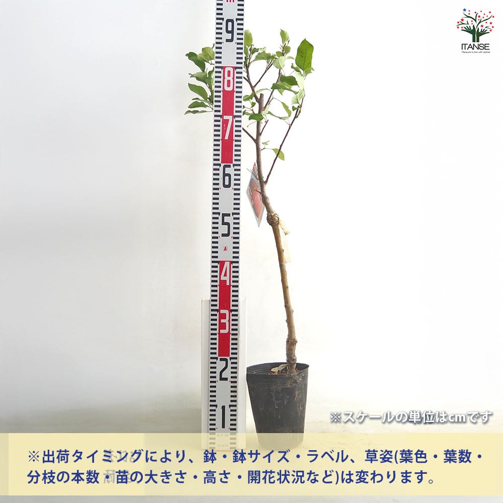 りんごの苗木 矮性台富士 【果樹の苗 4～5号／1個売り】｜ 【植物の