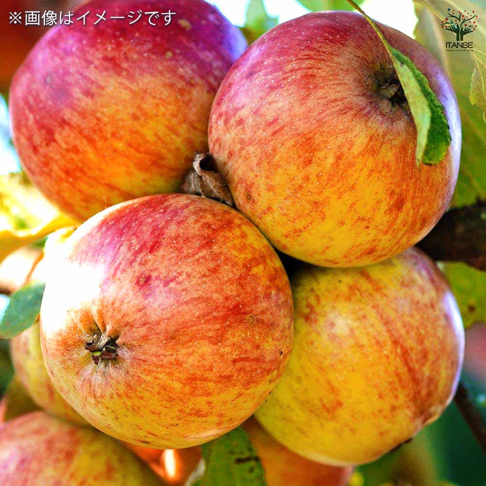 りんごの苗木 矮性台富士 【果樹の苗 4～5号／1個売り】｜ 【植物の