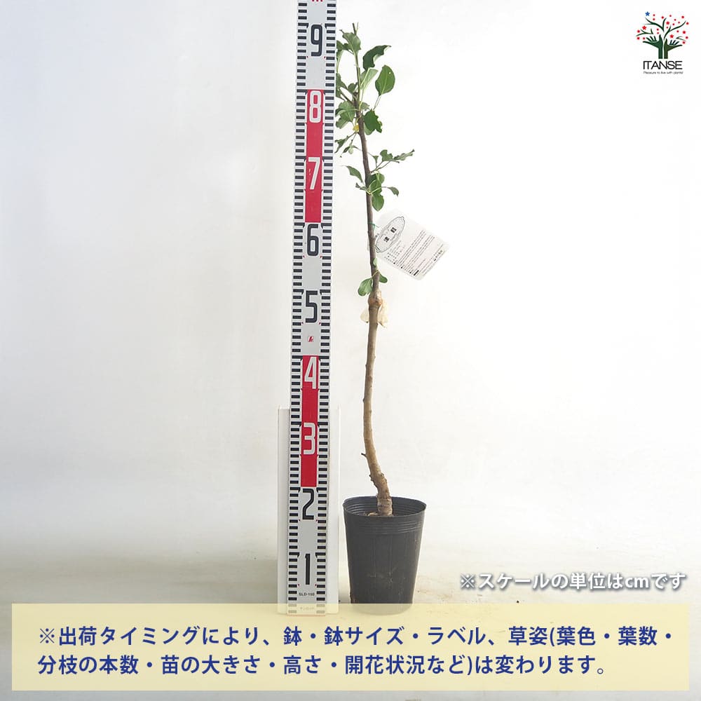 りんごの苗木 矮性台津軽 【果樹の苗 4～5号／1個売り】｜ 【植物の