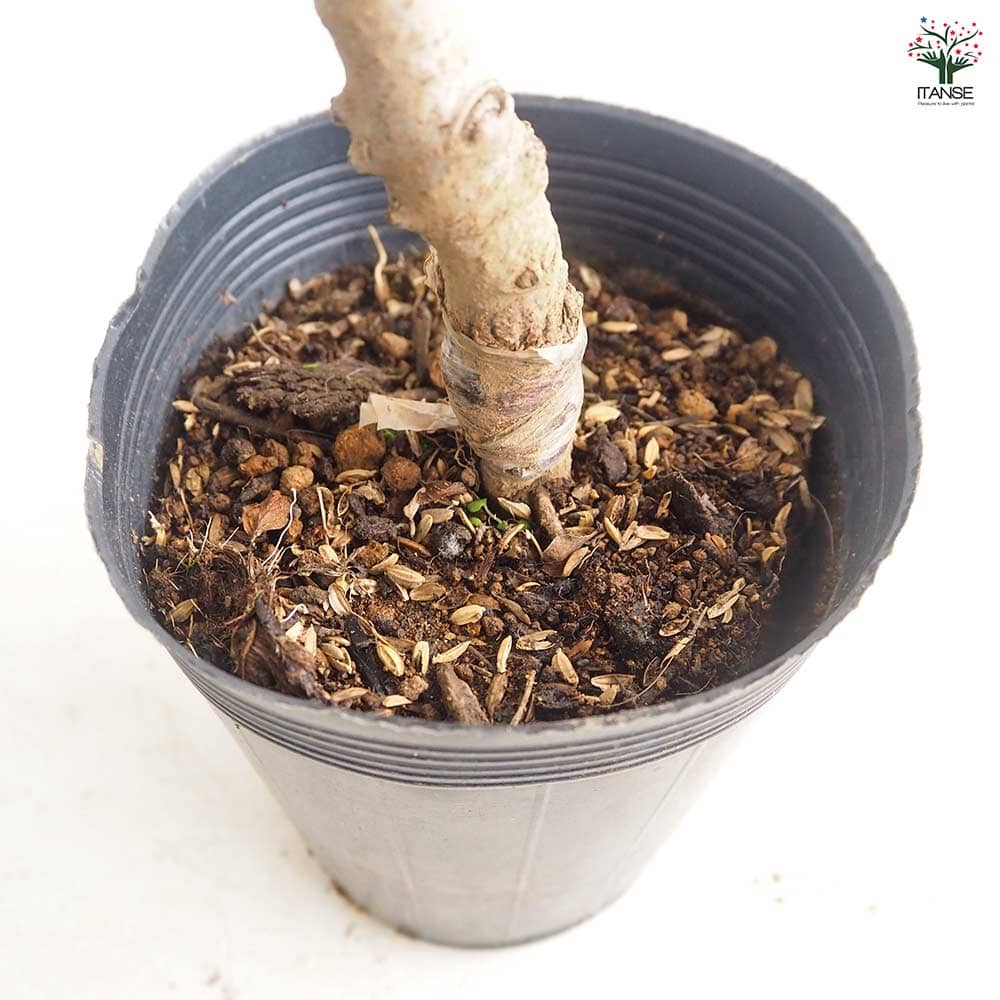 りんごの苗木 矮性台津軽 【果樹の苗 4～5号／1個売り】｜ 【植物の
