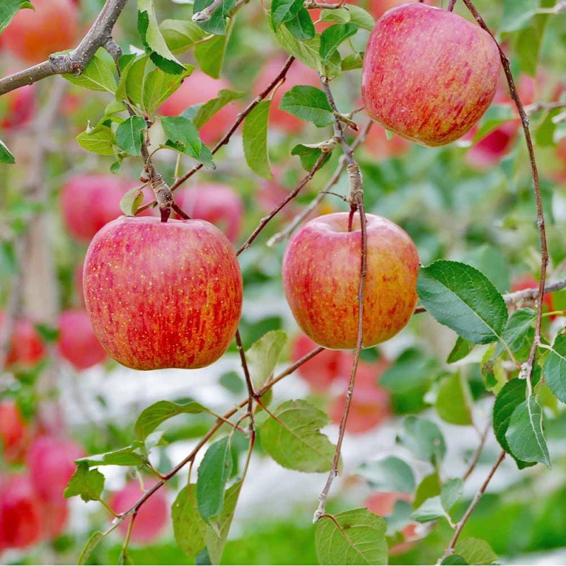 花桃の苗木 枝垂れ花桃 ひなのたき 【花木苗 4～5号／1個売り