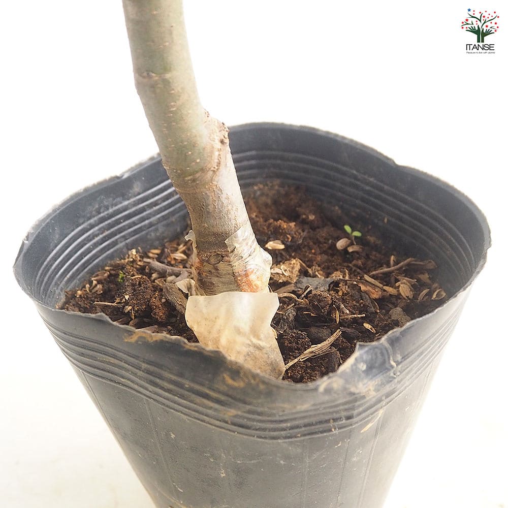 りんごの苗木 世界一 【果樹の苗 4～5号／1個売り】｜ 【植物の