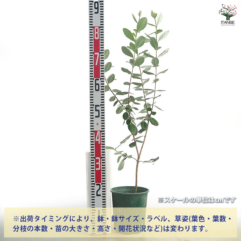 フェイジョア ユニーク 【果樹の苗 6号／1個売り】｜ 【植物の