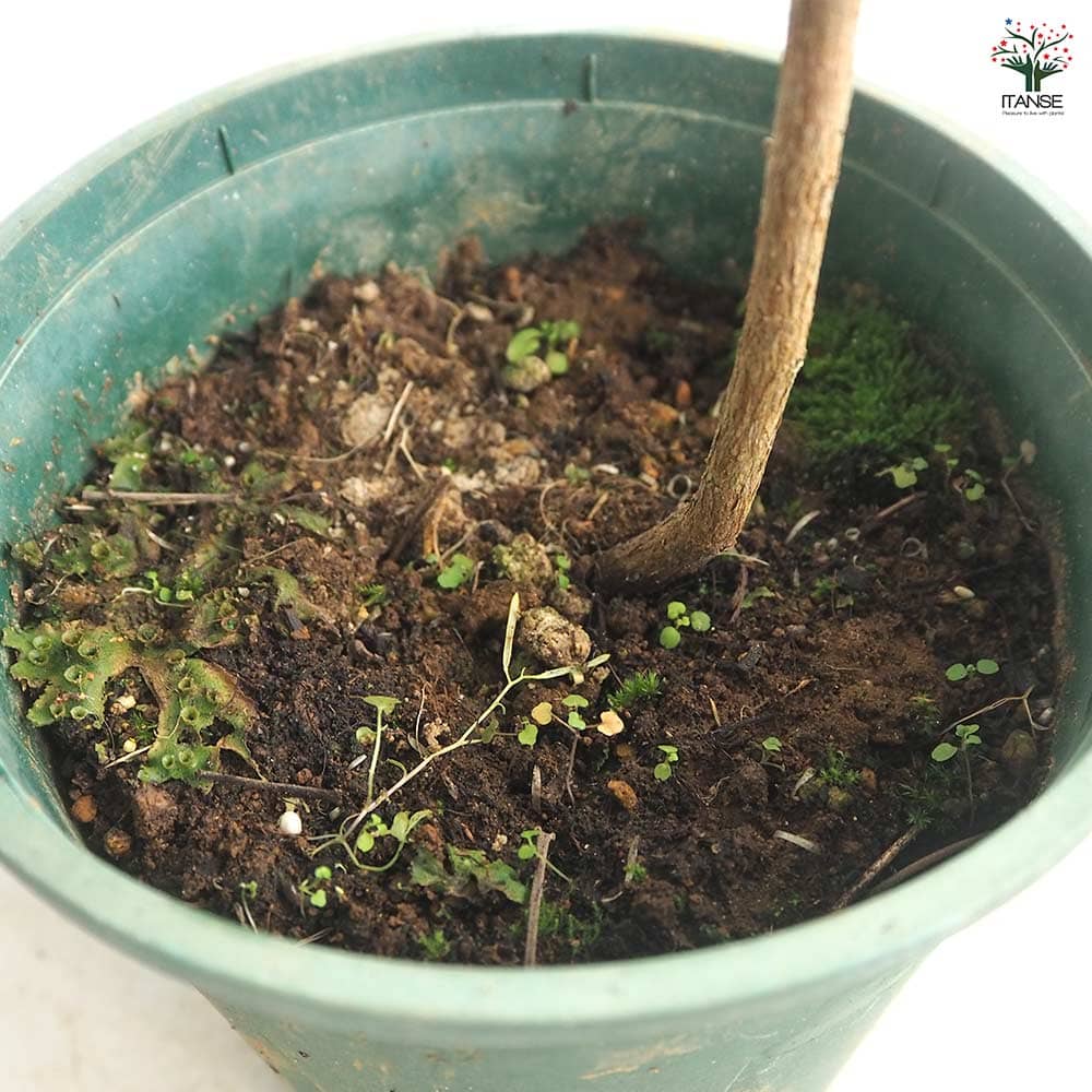 フェイジョア ユニーク 【果樹の苗 6号／1個売り】｜ 【植物の