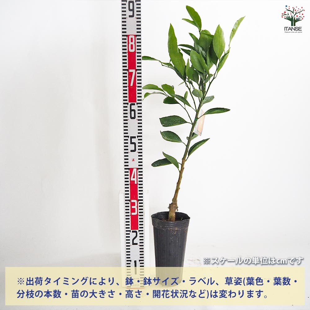 みかんの苗木 温州みかん 日南極早生 【果樹の苗 4～5号／1個売り