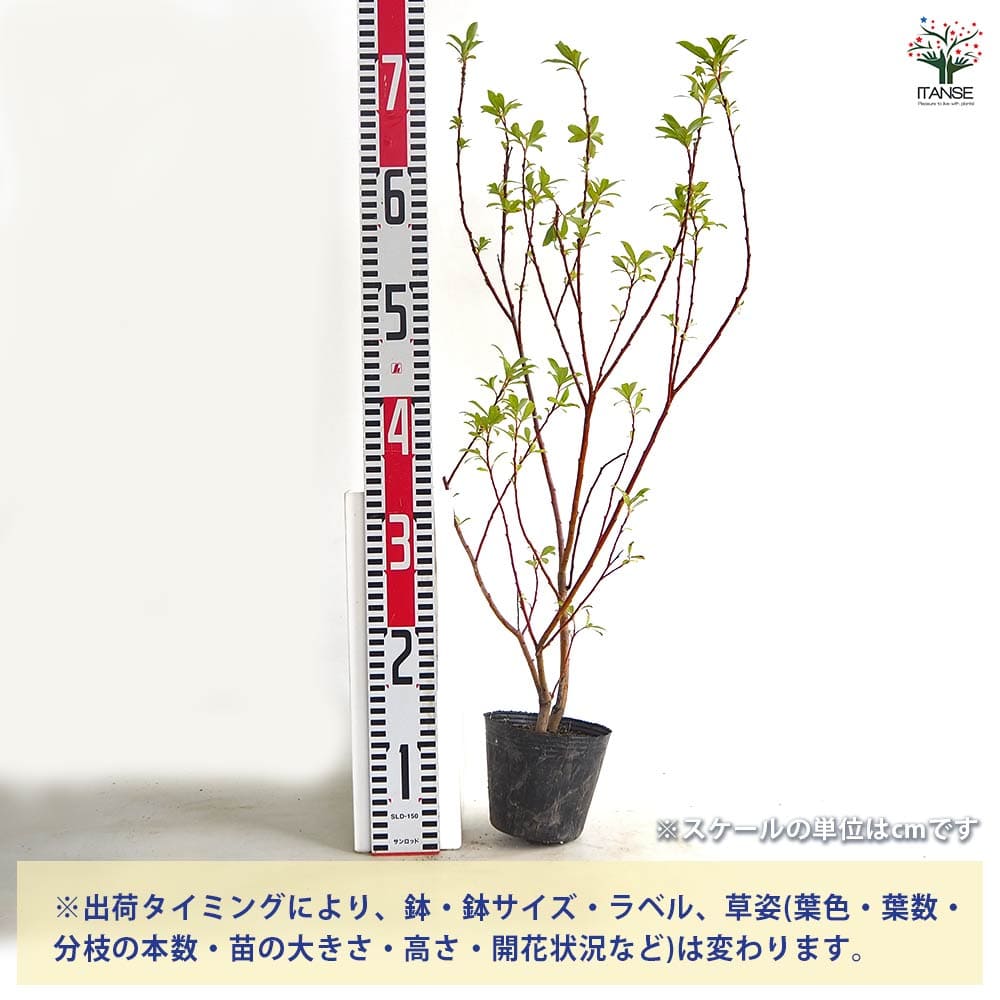 追加商品画像