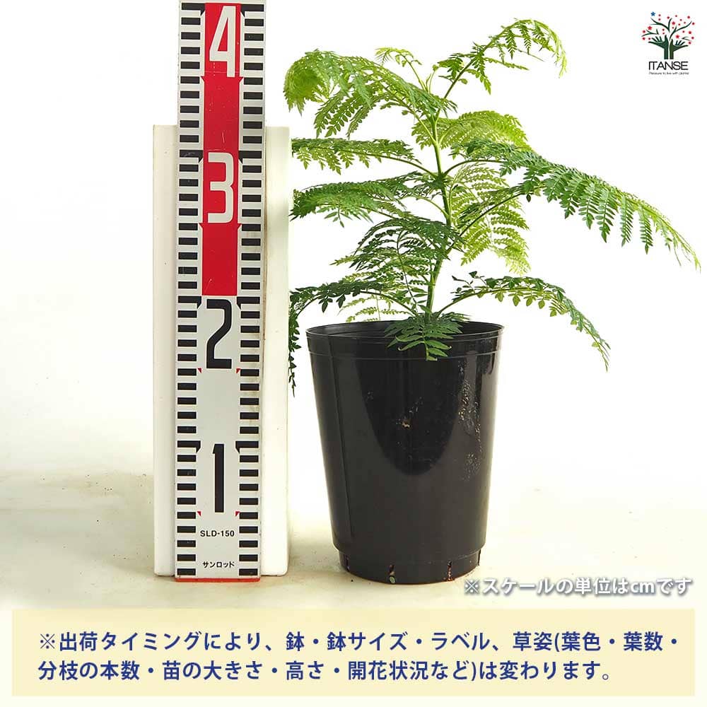 ジャカランダ(ジャカランタ) 【観葉植物 5号／1個売り】｜ 【植物の
