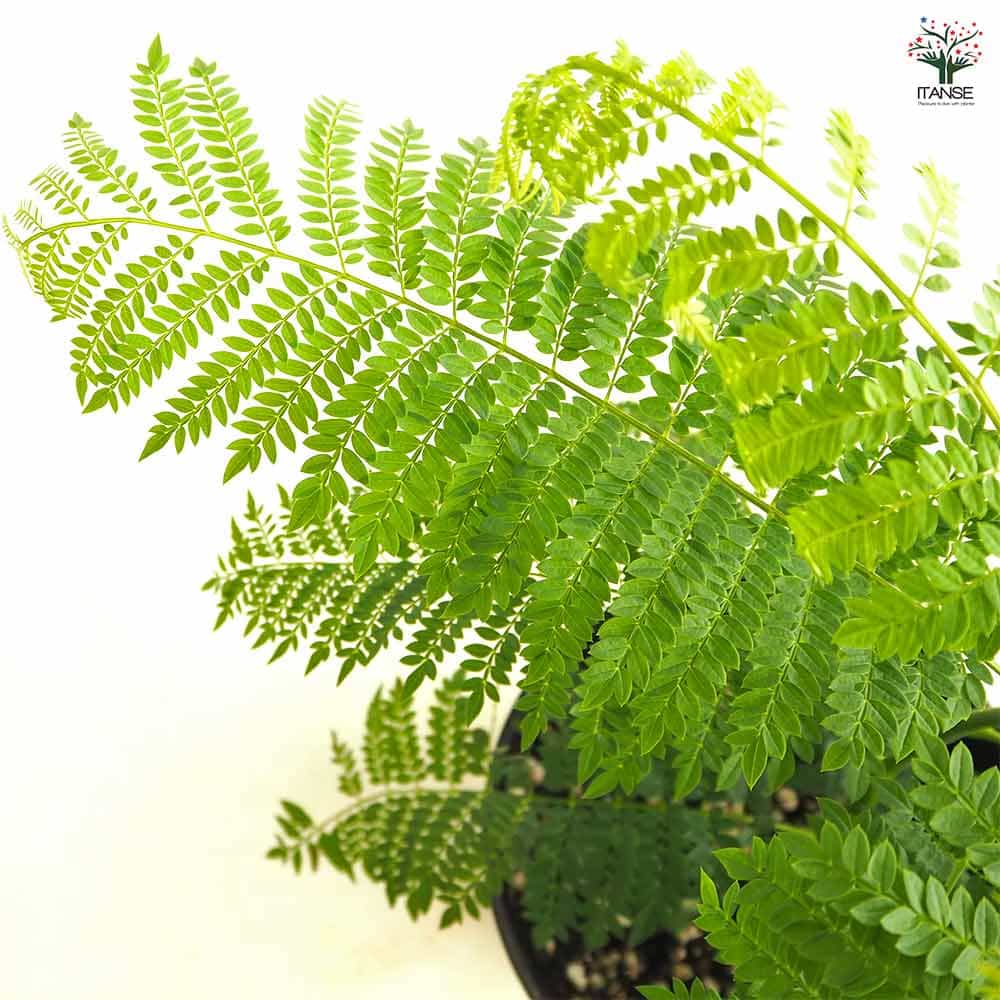 ジャカランダ(ジャカランタ) 【観葉植物 5号／1個売り】｜ 【植物の