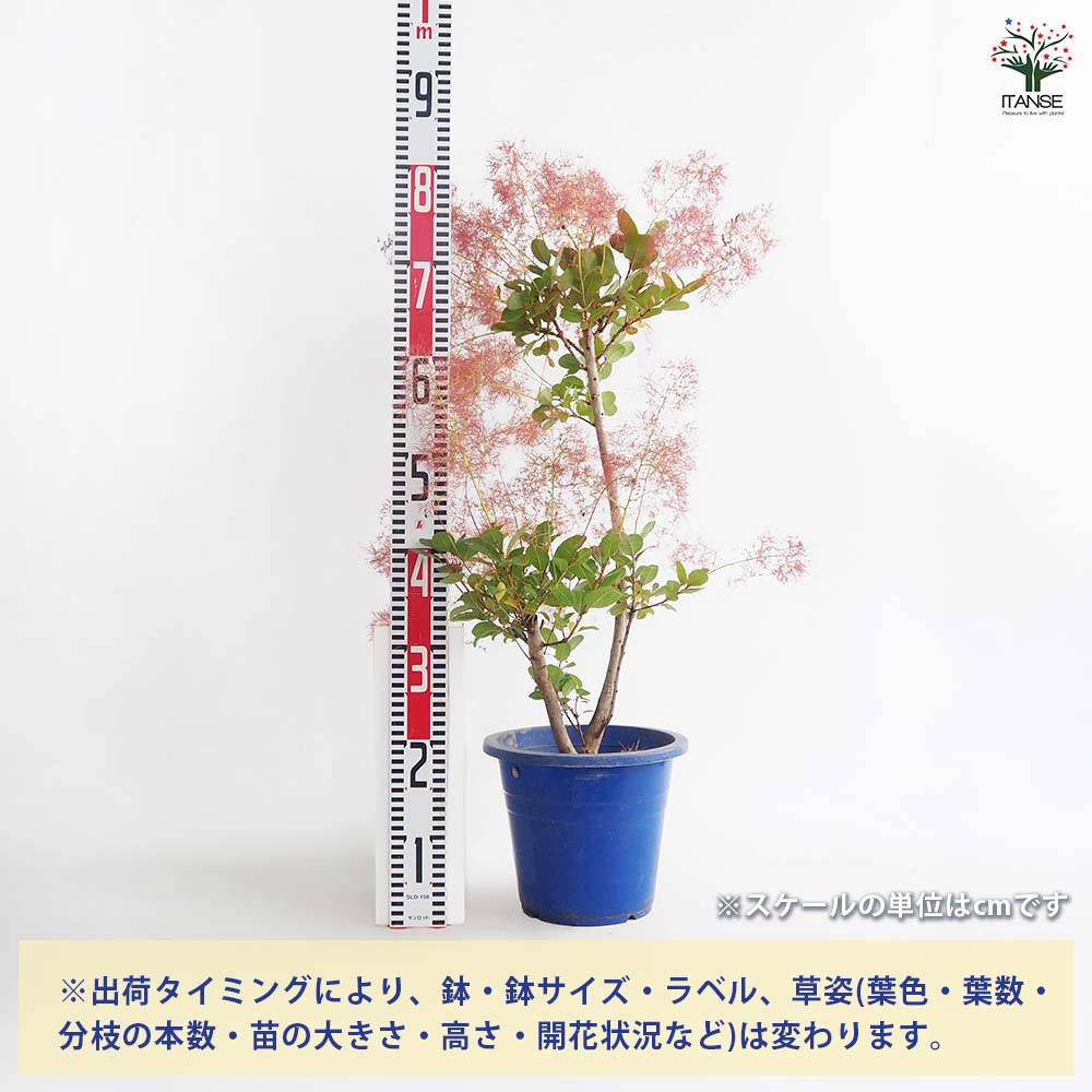 スモークツリー リトルルビー 【花木苗 7号／1個売り】｜ 【植物の