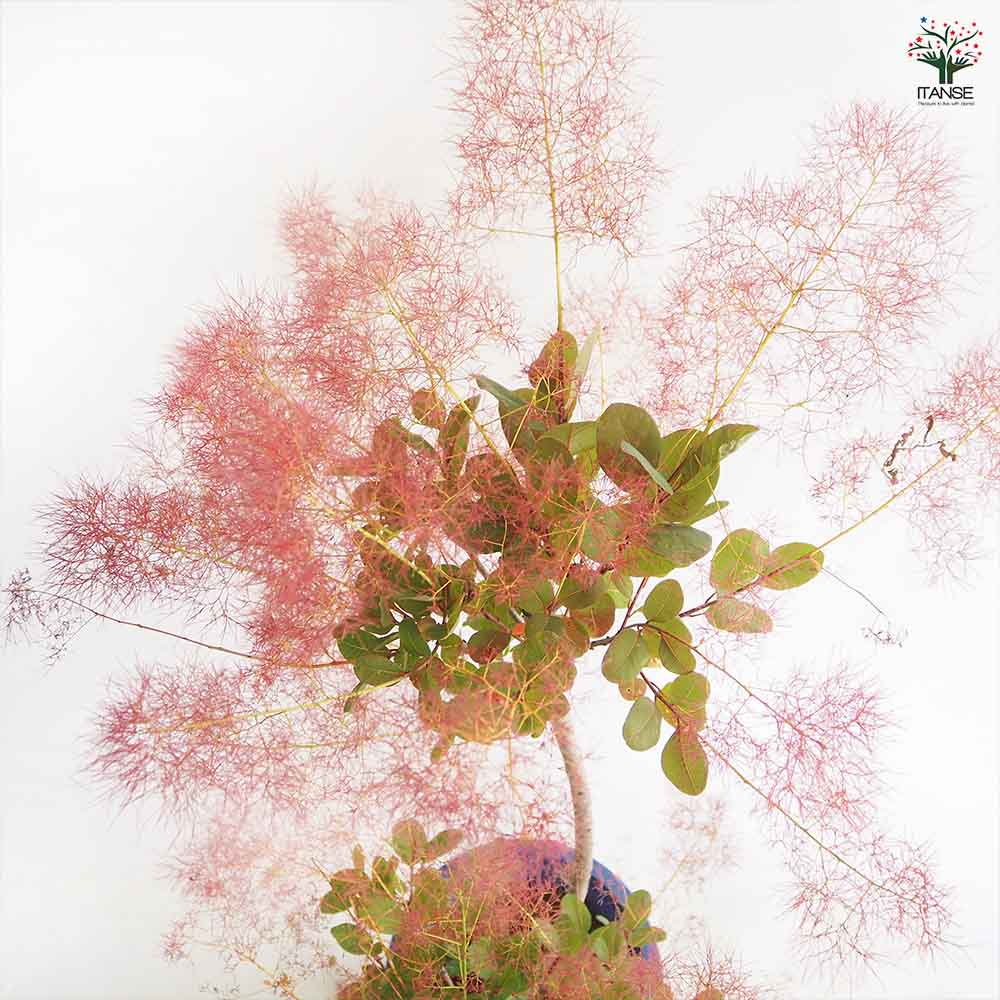 スモークツリー リトルルビー 【花木苗 7号／1個売り】｜ 【植物の