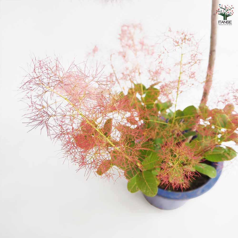 スモークツリー リトルルビー 【花木苗 7号／1個売り】｜ 【植物の