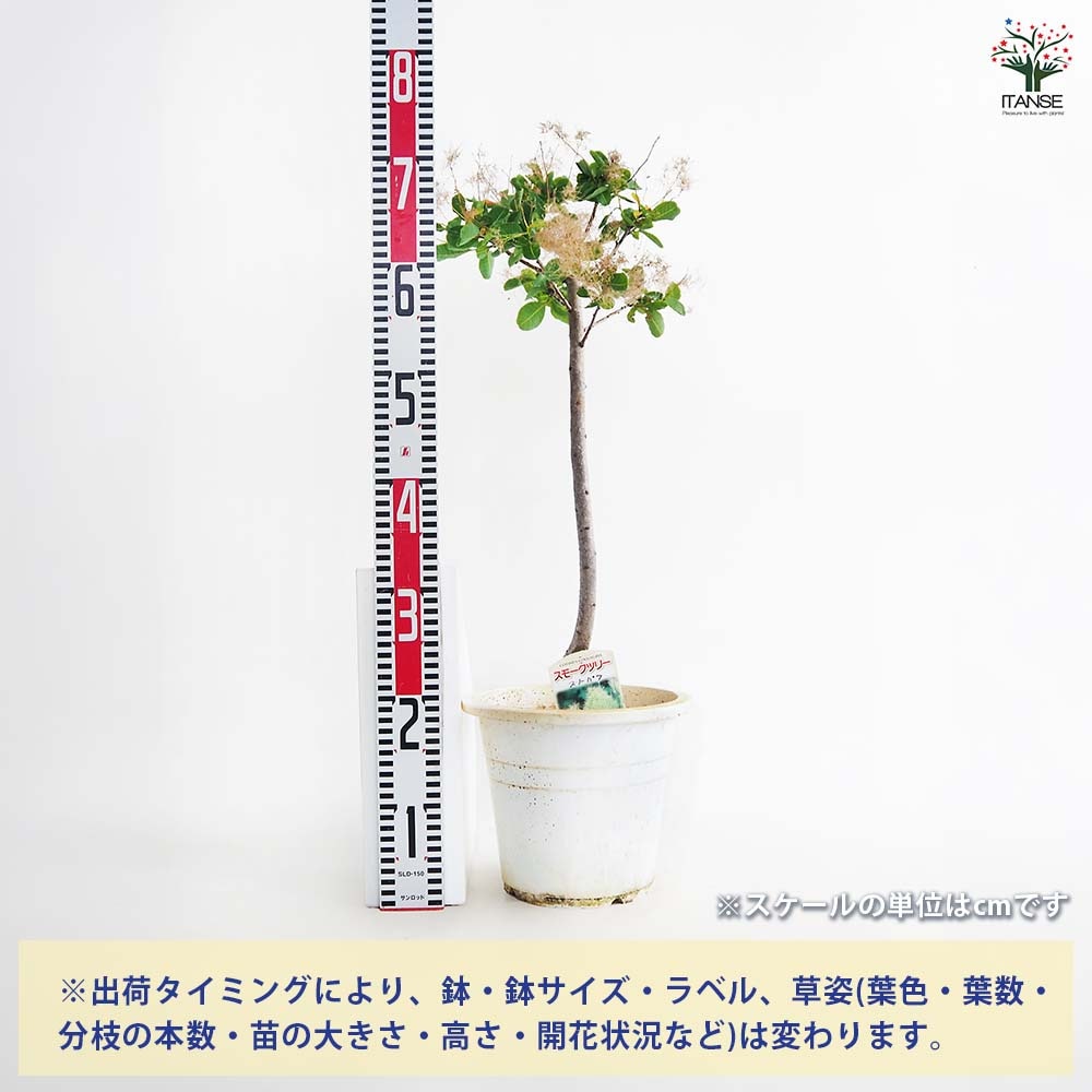 スモークツリー スノーパフ 【花木苗 7号／1個売り】｜ 【植物の