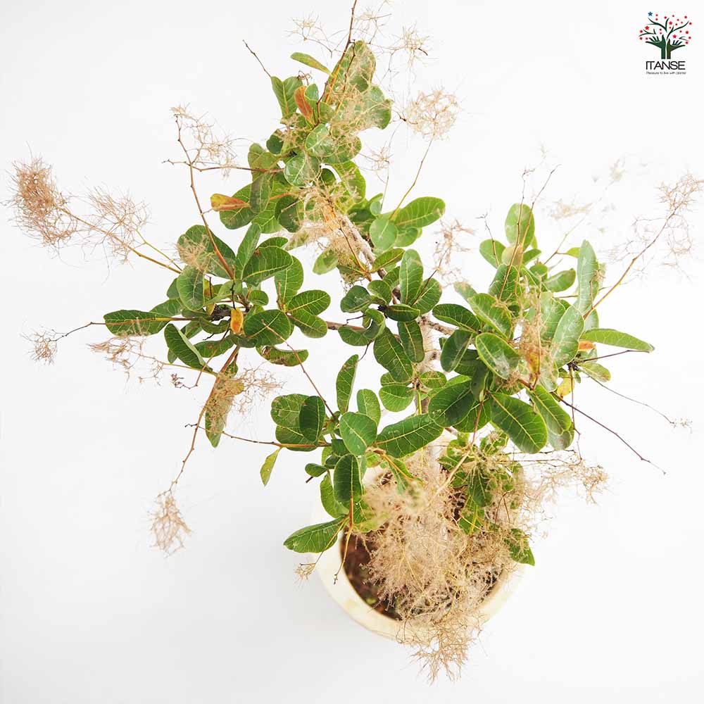 スモークツリー スノーパフ 【花木苗 7号／1個売り】｜ 【植物の