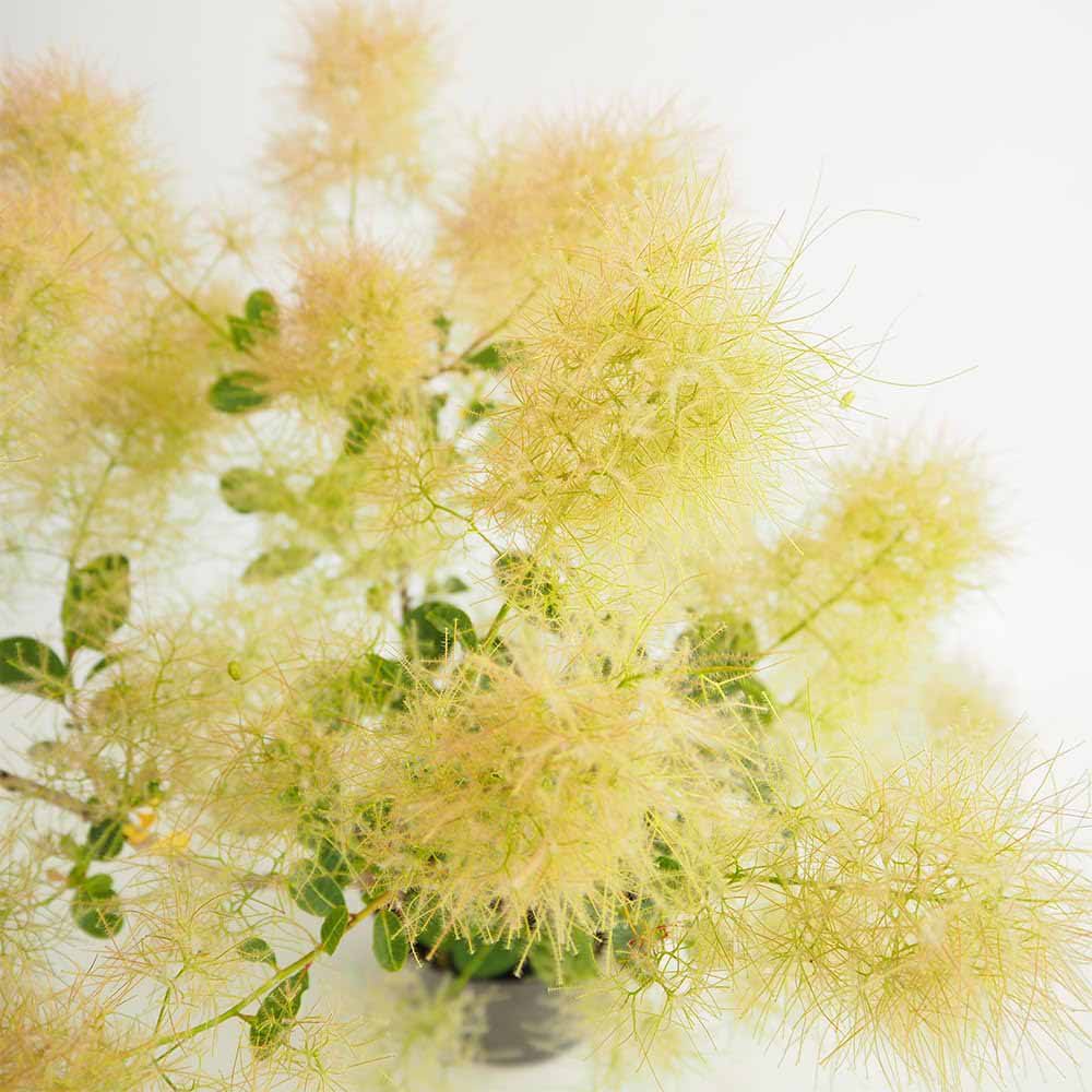 スモークツリー スノーパフ 【花木苗 7号／1個売り】
