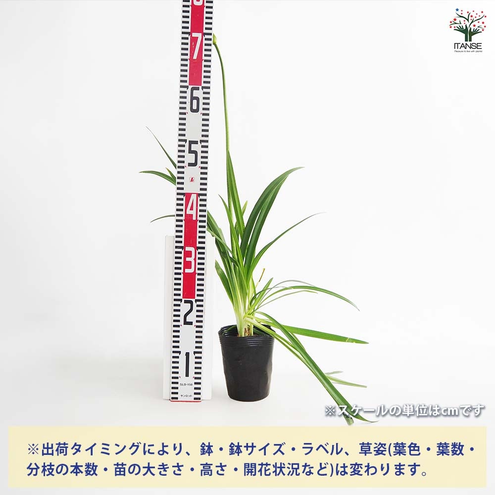 アガパンサス ツイスター 【花苗 4号／1個売り】｜ 【植物の