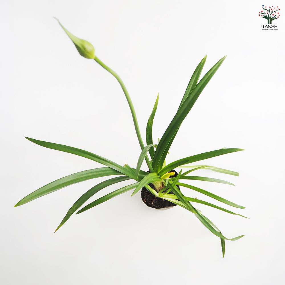 アガパンサス ツイスター 【花苗 4号／1個売り】｜ 【植物の