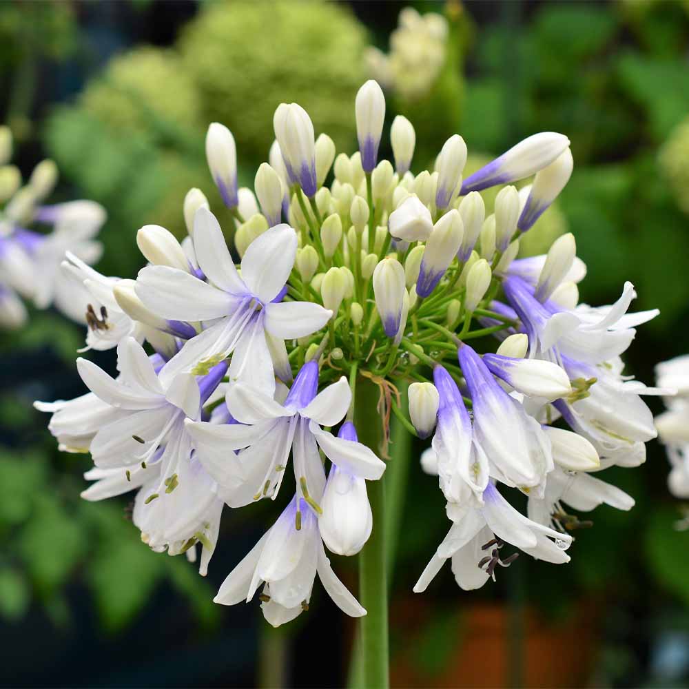 アガパンサス ツイスター アガパンサス ツイスター 【花苗 4号／1個売り】｜ 【植物の