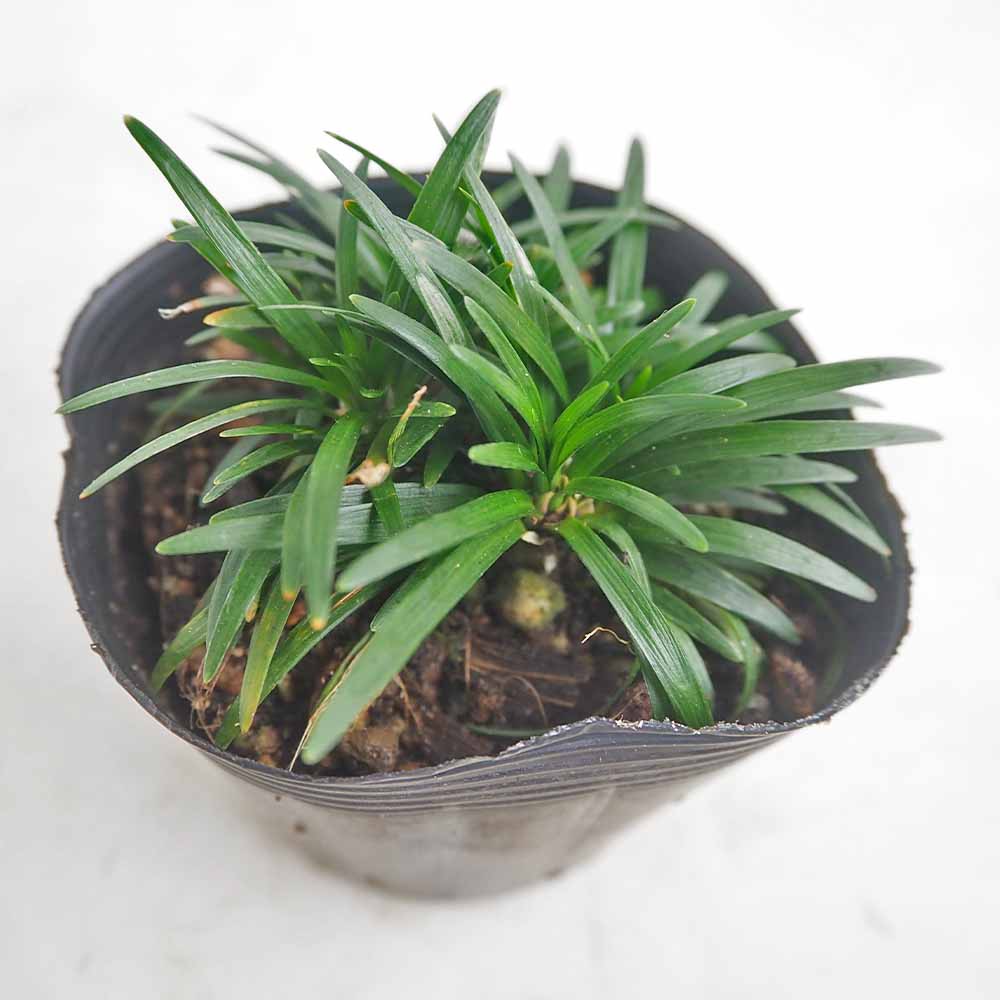 花苗｜【植物のITANSE】全品送料無料・即出荷!
