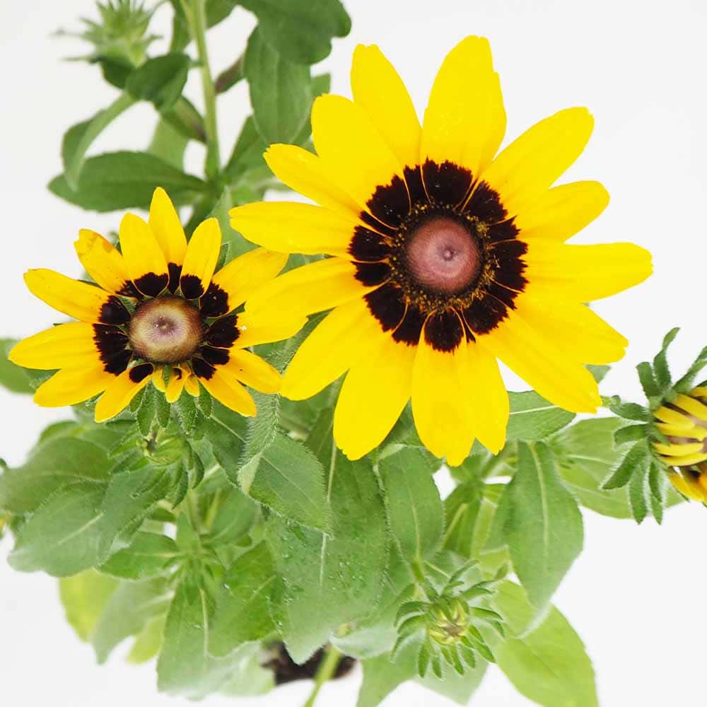 花苗｜【植物のITANSE】全品送料無料・即出荷!