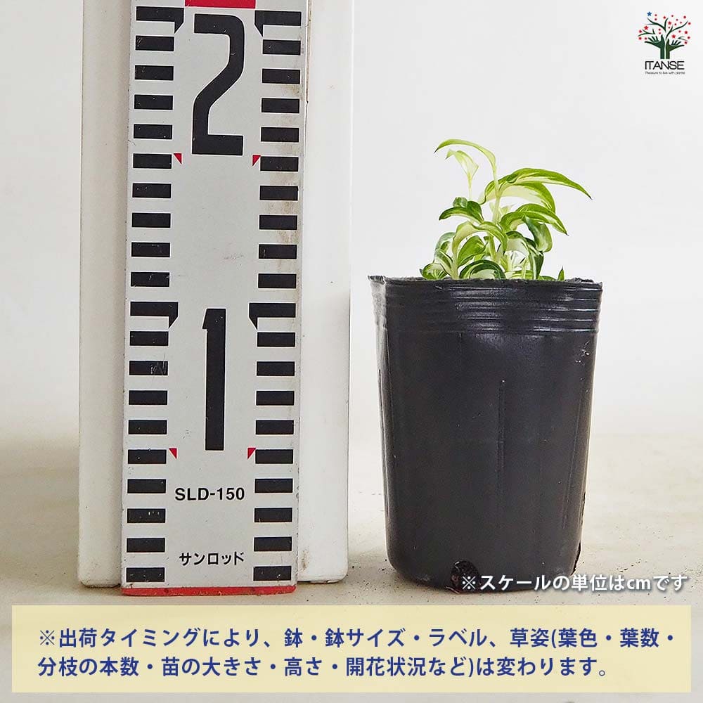 植物苗 チャイニーズフェアリーベルズ ムーンライト 【花苗 3号】｜ 【植物の