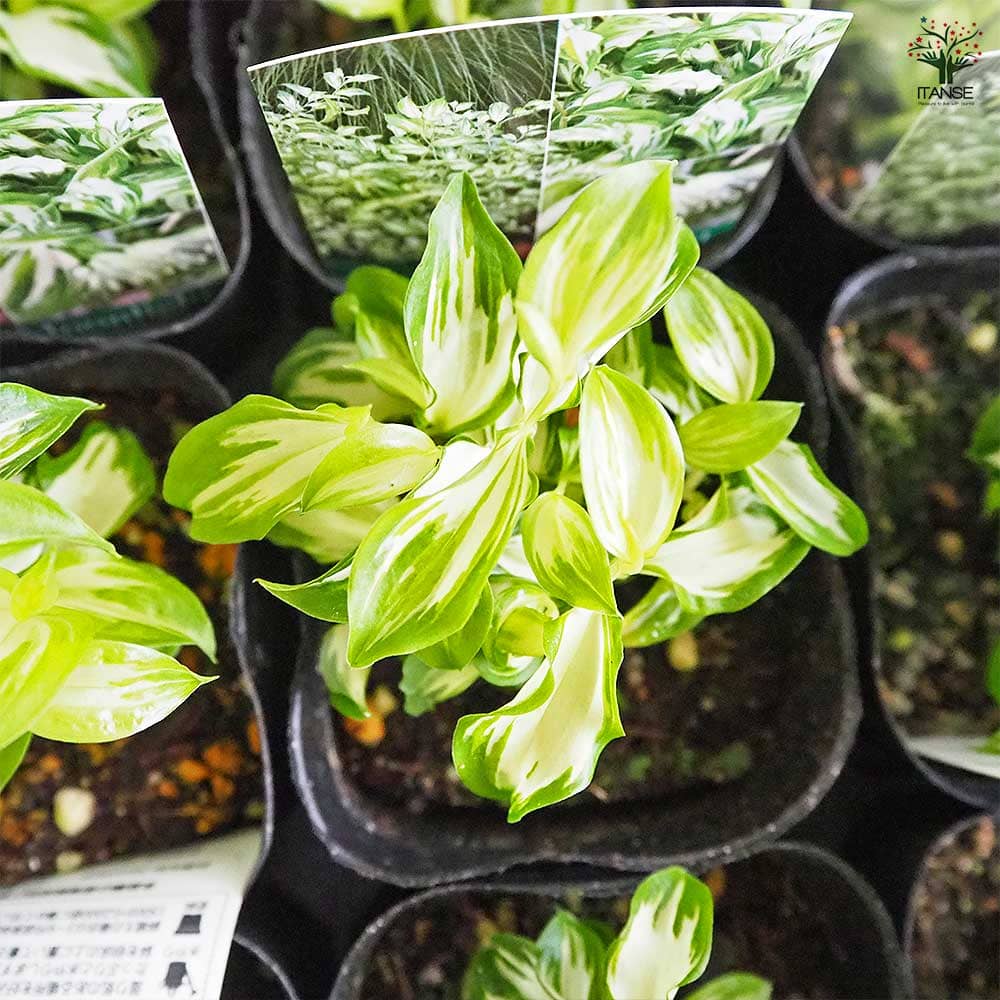 チャイニーズフェアリーベルズ ムーンライト 【花苗 3号】｜ 【植物の